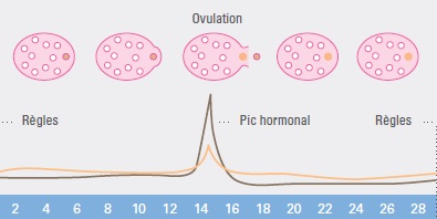 cycle menstruel régulier